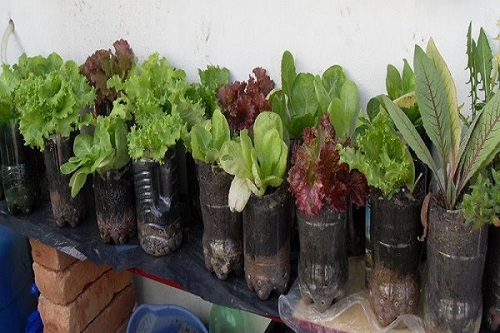 Trồng rau bằng chai nhựa thật dễ dàng và an toàn
