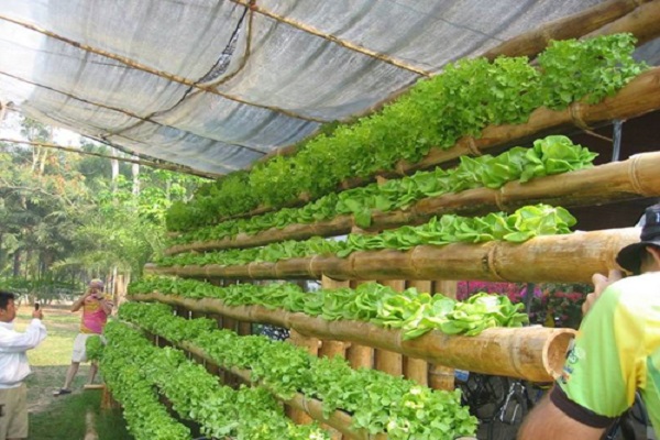 vườn rau k&iacute;ch thước lớn