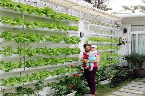 đẹp mắt với mẫu vườn rau đứng tại nh&agrave;