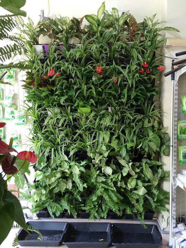 Vườn tường đứng ban c&ocirc;ng